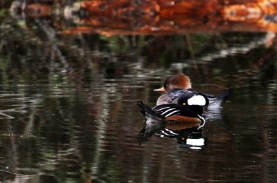 Willie Harvey<br>2019 North Shore Photographic Challenge<br>Hooded Merganzer Pair