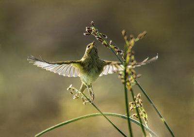 Chiffchaff