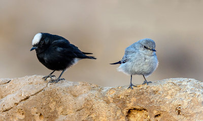 White crowned wheatear and a blackstart