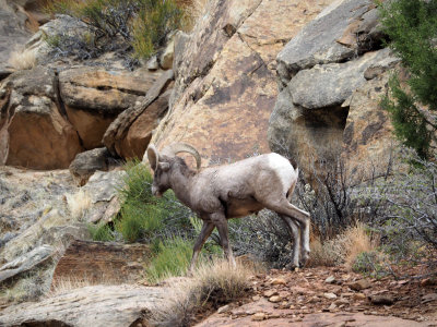 Bighorn Sheep, The Grand Wash, Capitol Reef NP