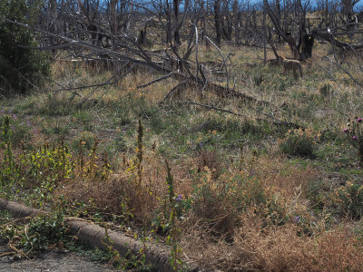 A coyote, we think, Parking lot for Step House hike, Mesa Verde