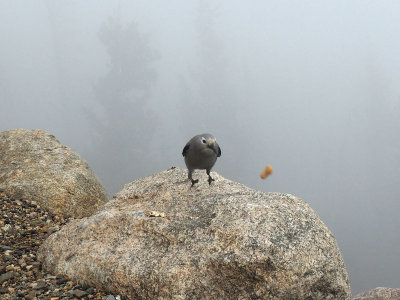 The bird and the peanut, Rocky Mountain NP