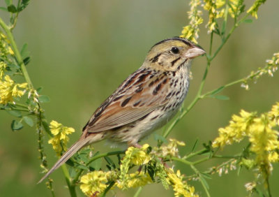 Henslow's Sparrow