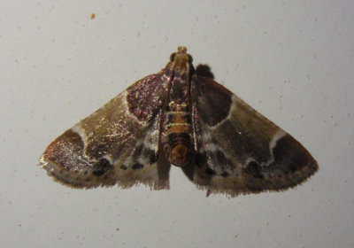 5510 - Pyralis farinalis; Meal Moth