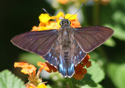 Spread-Wing Skippers