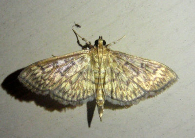 5275 - Herpetogramma pertextalis; Bold-feathered Grass Moth