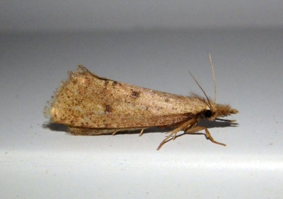 0366 - Acrolophus mortipennella; Tubeworm Moth species
