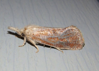 0372 - Acrolophus plumifrontella; Eastern Grass-tubeworm Moth
