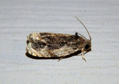 2822 - Olethreutes concinnana; Tortricid Moth species