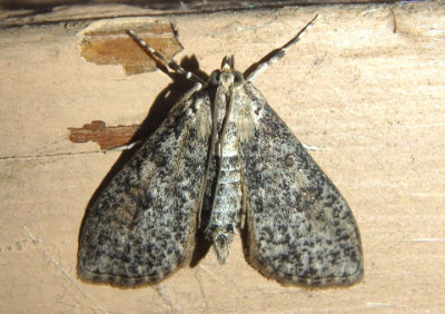 5227 - Palpita aenescentalis; Pyralid Moth species