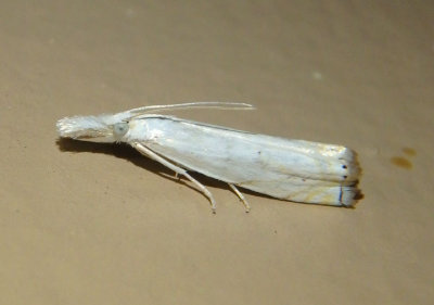 5361 - Crambus albellus; Small White Grass-veneer