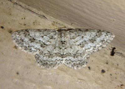 6597 - Ectropis crepuscularia; Small Engrailed Moth