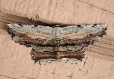 6720 - Lytrosis unitaria; Common Lytrosis