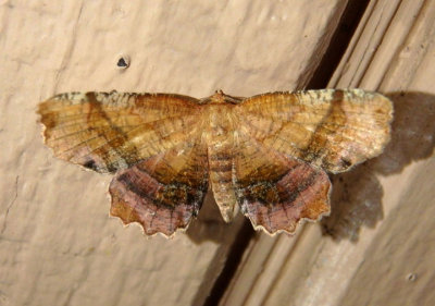 6835 - Cepphis armataria; Scallop Moth