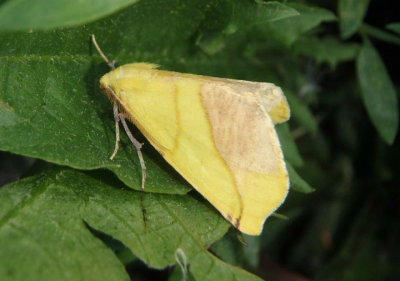6912 - Sicya macularia; Sharp-lined Yellow