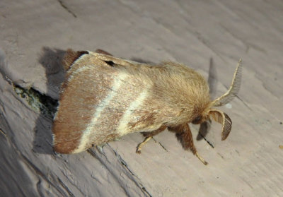 7701 - Malacosoma americanum; Eastern Tent Caterpillar Moth