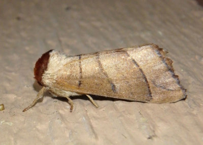 7902 - Datana ministra; Yellow-necked Caterpillar Moth