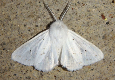 8134 - Spilosoma congrua; Agreeable Tiger Moth