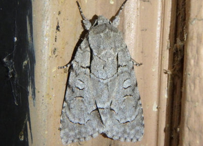 9209 - Acronicta radcliffei; Radcliffe's Dagger Moth