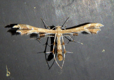 6091-6093 - Geina Plume Moth species