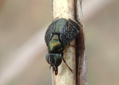 Amphicnephes pullus; Signal Fly species