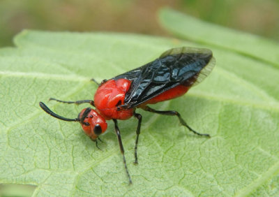 Arge coccinea; Argid Sawfly species