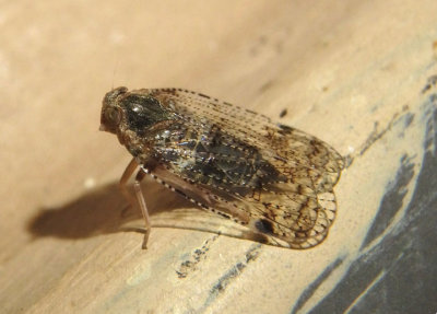 Cixius Cixiid Planthopper species