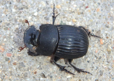 Copris fricator; Dung Beetle species; female