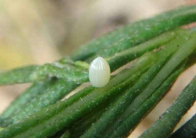 Danaus plexippus; Monarch Butterfly egg