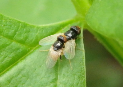 Malloewia abdominalis; Frit Fly species