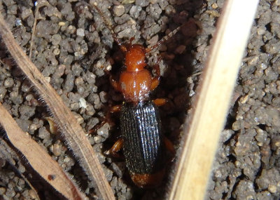Helluomorphoides nigripennis; Flat-horned Ground Beetle species