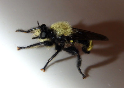 Laphria divisor; Bee-like Robber Fly species