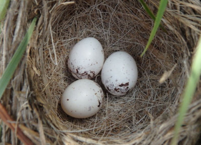 Lark Sparrow nest