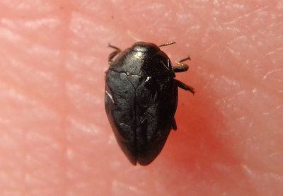 Pachyschelus laevigatus; Metallic Wood-boring Beetle species