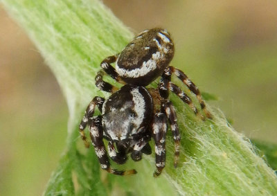 Pelegrina galathea; Peppered Jumper