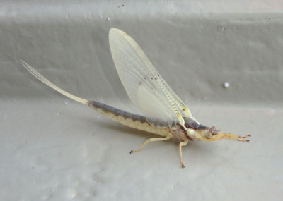 Pentagenia vittigera; Riverbed Burrower Mayfly species; female
