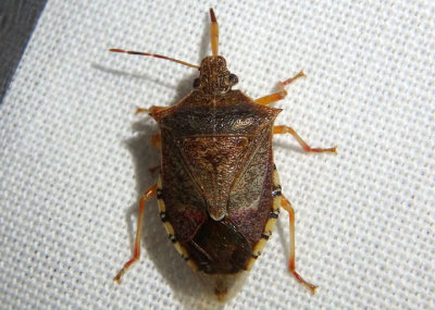 Podisus maculiventris; Spined Soldier Bug