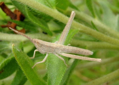 Pseudopomala brachyptera; Short-winged Toothpick Grasshopper