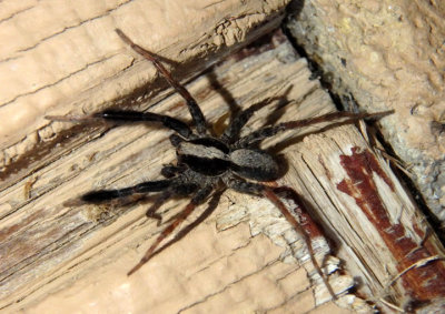 Schizocosa crassipes; Wolf spider species