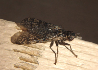 Sphecomyiella valida; Pyrgotid Fly species