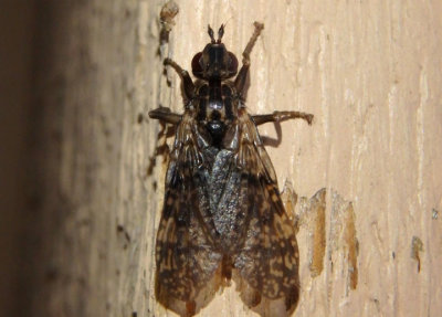 Sphecomyiella valida; Pyrgotid Fly species