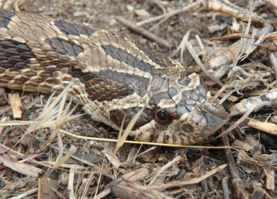 Western Hognose Snake