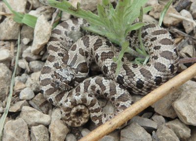 Western Hognose Snake; juvenile