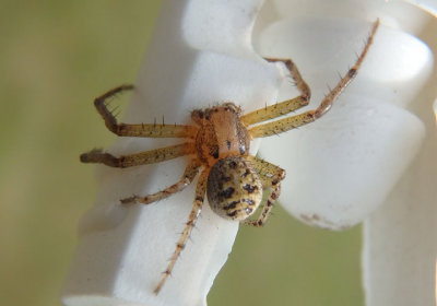 Xysticus Ground Crab Spider species; male