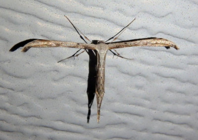 6234 - Emmelina monodactyla; Morning-glory Plume Moth