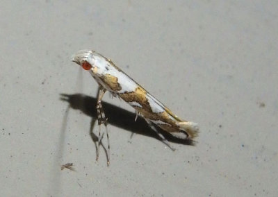 0689 - Acrocercops albinatella; Leaf Blotch Miner Moth species
