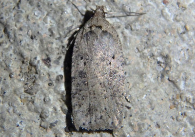 0889 - Agonopterix argillacea; Twirler Moth species