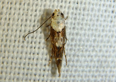 1448 - Mompha murtfeldtella; Casebearer Moth species
