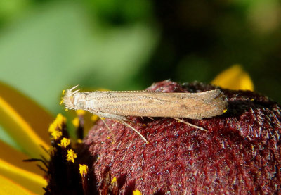 1700/1702 - Isophrictis similiella/rudbeckiella complex; Twirler Moth species