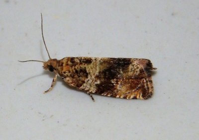 2770 - Orthotaenia undulana; Dusky Leafroller Moth